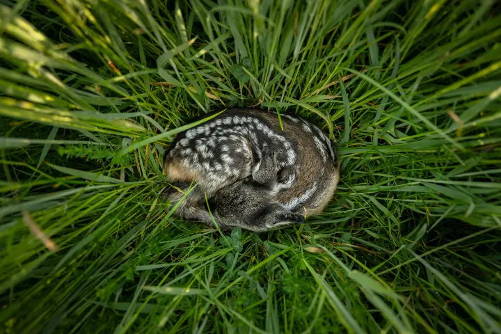 Sustainable Agriculture through Fawn Rescue
