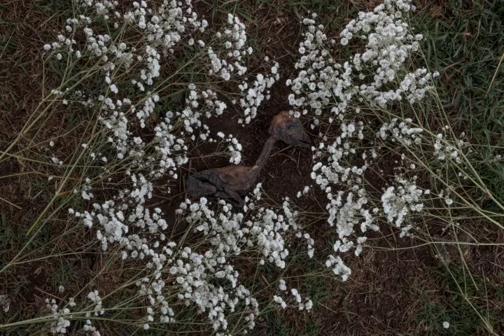 There will be no end of flowers