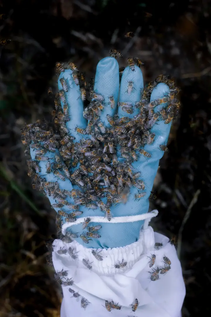 Beekeepers
