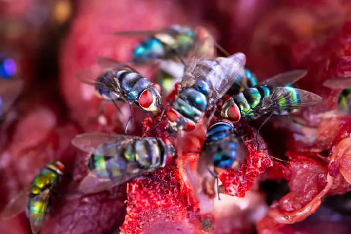 Zoonoses