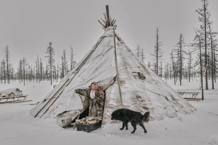 How to Vaccinate a Siberian Reindeer Herder